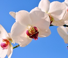 福田正规助孕捐卵机构，附正规捐卵机构报名表！